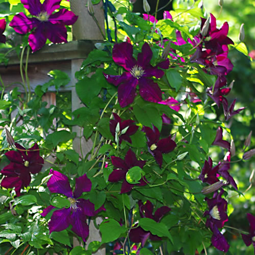 Clematis hybrida Warsaw Nike
